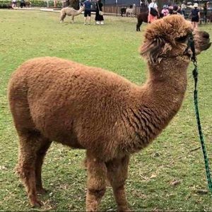 Meet your Posher, Isla